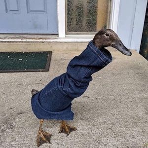 Meet your Posher, Donald